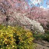 2019/04/15　京都「原谷苑．はらだにえん」