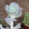 エケベリアのパーティドレス。2026年7月12日、18日、22日の記録。初めての花芽の成長。