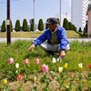 　大西町緑地帯のチューリップ と 〜 緑の羽根募金〜   