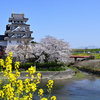 墨俣一夜城の桜（岐阜県大垣市）