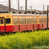 【小湊鐵道】キハ40形観光急行列車など。