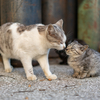 隣市南漁港のねこさん