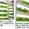 植物工場、農水省が普及に本腰の事。