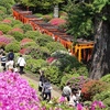 根津神社のツツジは見ごたえがありました