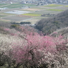 綾部山梅林　梅は見頃に　兵庫県　たつの市