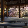 平野神社