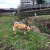 今日の柴犬の小麦さん