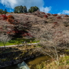 四季桜、、、