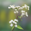 高山植物園の花（マルバフジバカマ・アサマフウロ）