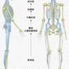 耳たぶ回せば全身緩む理由。。