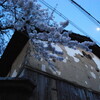 春の宵、夜桜と朧月