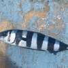 青く縦縞の不思議な魚「ブリモドキ」が釣れたので、刺身で食べてみた！