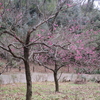 梅　桜　遊歩道