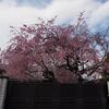 花のある風景@2019/03/31 。。。