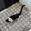 白黒ちゃん来訪。ブンブン天国。暑さにバテる。