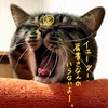 ちまお元代表、今回の総括を語る
