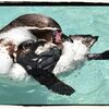 【フンボルトペンギン】