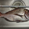 2025年のカヤック釣りの釣果(５月)