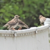 鳥撮散歩　ムクドリの幼鳥も色々