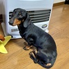 ブー病院デー