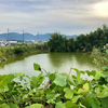 鴨根池（兵庫県洲本）