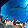 美ら海水族館でナイトアクアリウム　座っても寝転んでもOK　昼と違う魚の生態じっくり　9月1日まで