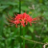 ❀彼岸花の生き残りと雨の日の昆虫🕸️