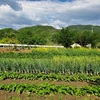 野菜の支柱立てと除草