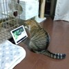 飼い主待ち。