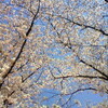 京都さくらパトロール