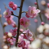 １本の梅の木に紅白の花が咲く「源平咲き」