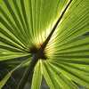 Sabal Palms!!! Facts you should Know