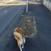 息子が大学受験合格をもらいホッとする。