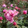 今日の花写真　2025/11/5