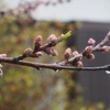 ４月の冷たい雨