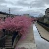 京都の桜