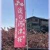 淀水路の河津桜 2024