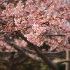 いわき市佐糠町　河津桜を見てきました