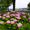 御池通の紫陽花♪