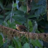 Scaly-throated Foliage-gleaner ウロコノドカマドドリ