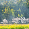 菜の花＆桜・R163伊賀桜街道
