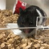 くろごまあん237日目