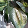 外に出した植物たちの葉が日焼けして大変なことになってしまった