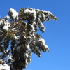 雪の朝、グジュさん、最近の食メモ。