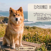 【犬日記】3月の思い出まとめ：換毛期対策と春の健康管理・便利アイテムの記録