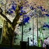  第18回　2016年の桜編