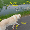 田んぼの白い鳥は