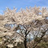 奈良旅行２０１４（１） 吉野千本桜
