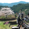 定福寺・天空の菜の花畑・有瀬の一本桜　春の花高知ツーリング