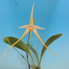 Bulbophyllum echinolabium  fma.semi-alba 'Taka' 